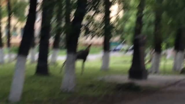 Дикий зверь в центре города! (Вологда) смотреть онлайн