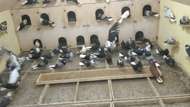 Голуби Беликова В. В. в Курской области. 14.11.2020г. смотреть онлайн