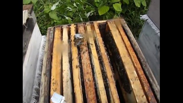 в рою с не плодной маткой нет яичек , что делать ? ( часть 1 - даю запасную не плодную матку ) смотреть онлайн