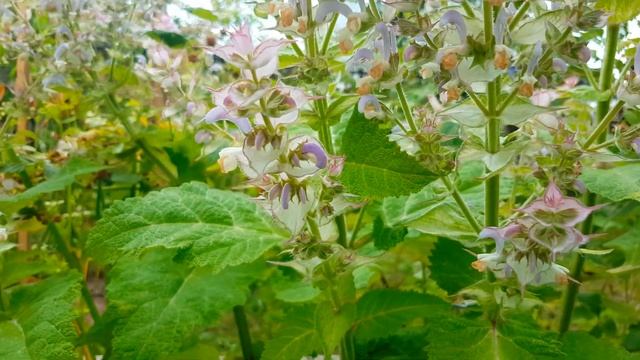 Шалфей мускатный Salvia sclarea смотреть онлайн