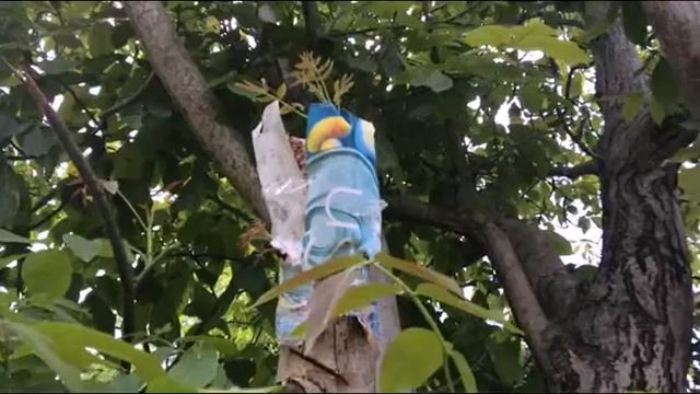 Орех. Прививка взрослого орехового дерева 2020г. смотреть онлайн