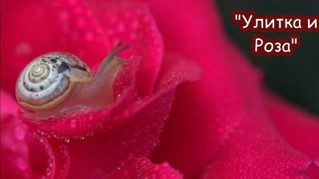 Сказка-притча "Улитка и Роза" смотреть онлайн
