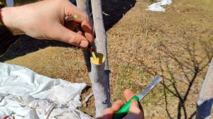 Прививка яблони в расщеп — так сможет КАЖДЫЙ!