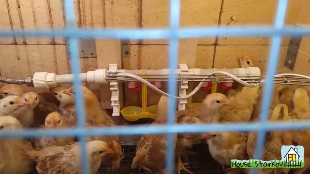 Расклëв у цыплят. Вентиляция курятника. смотреть онлайн
