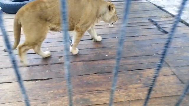 Сафари парк Прайд Абхазия. Телячьи нежности в львином семействе смотреть онлайн