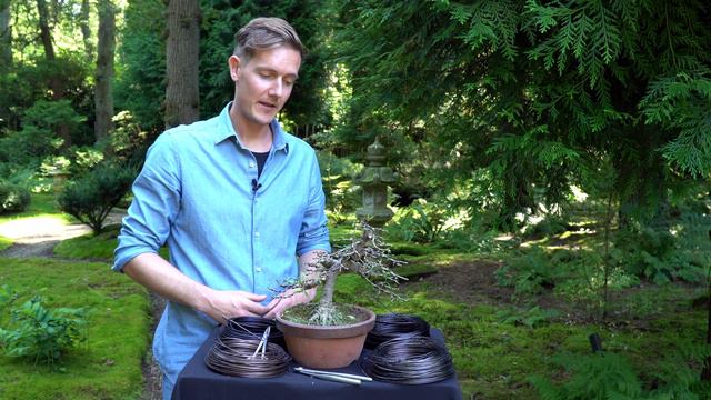 Making A Jasmin Bonsai Tree