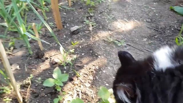 Ейск?Наш огород. Собираем вишню... смотреть онлайн