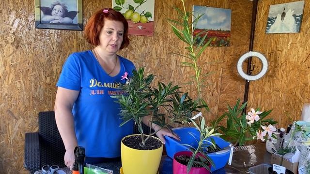 Не получилась прививка - переделать! прививаю Олеандр смотреть онлайн