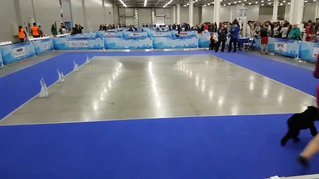 Евразия - 2 Цвергшнауцер черный. Кобели юниоры смотреть онлайн