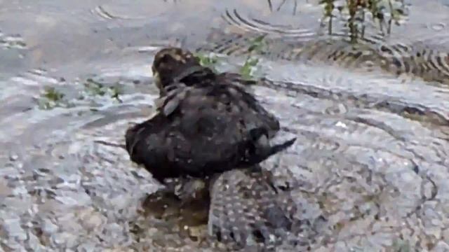 Лунь болотный смотреть онлайн