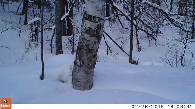 Тигр на реке Дурмин смотреть онлайн