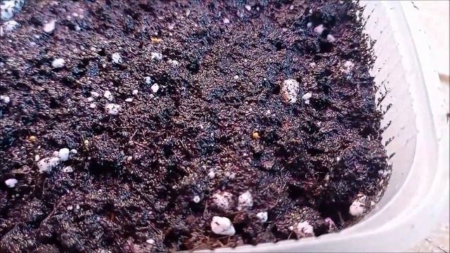 Экзакум и лаванда. Посев и стратификация. смотреть онлайн