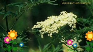 Бузина черная Лациниата. Краткий обзор, описание характеристик sambucus nigra Laciniata