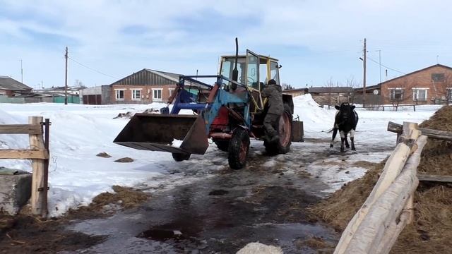 Бык производитель не хочет уходить. от коров к своим тёлкам. смотреть онлайн