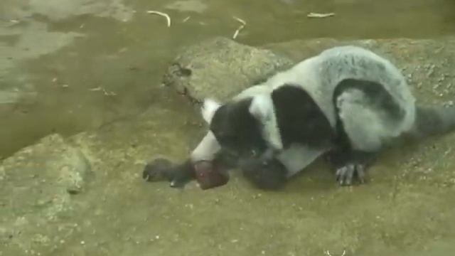Lemur twins at Saint Louis Zoo смотреть онлайн