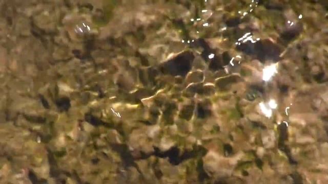 Ракушки мидяйки рапаны. Райский уголок Керчи.Маяк. смотреть онлайн
