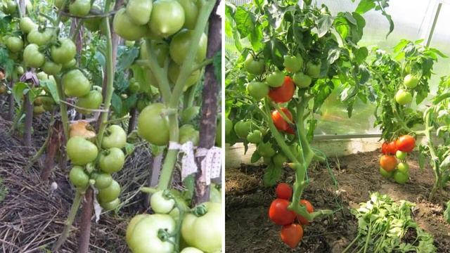 Характеристики и описание гибрида томатов Примадонна F1