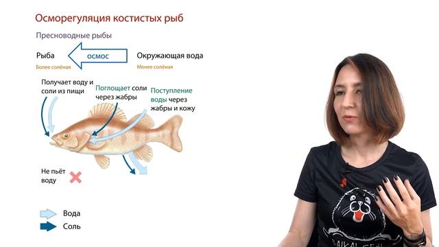 ВОДНАЯ СРЕДА ОБИТАНИЯ (5/6) | Солёность и всё об осмосе | ЕГЭ-2024 по биологии смотреть онлайн