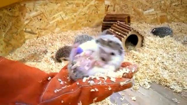 Трогательный зоопарк! Гладим и кормим животных. Черепаха Тортилла, свинка Пеппа и много других! смотреть онлайн