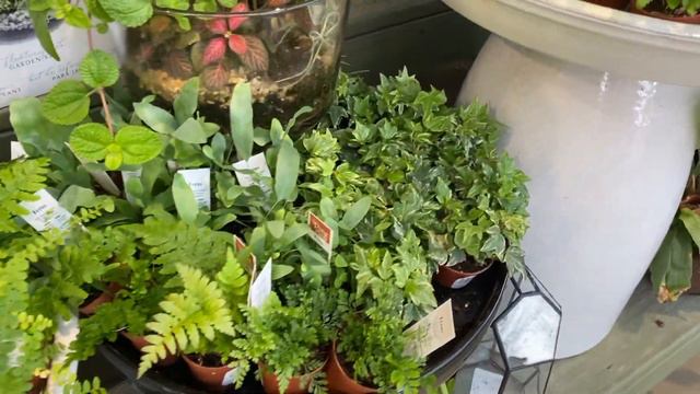 Plant Shopping At Pikes Nursery In ATL