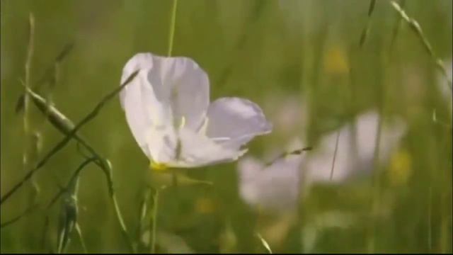 Adagio Secret Garden Violin Edward Chan смотреть онлайн
