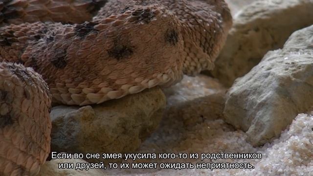 К чему снится змея кусает? Толкование сна и его значение по сонникам Фрейда и Хассе смотреть онлайн