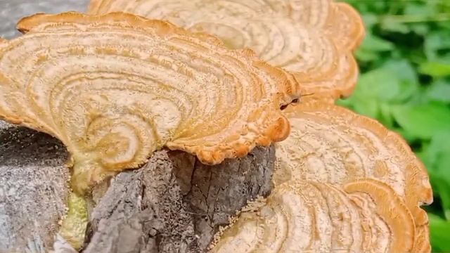Stereum ostrea aka false turkey-tail Fungus смотреть онлайн