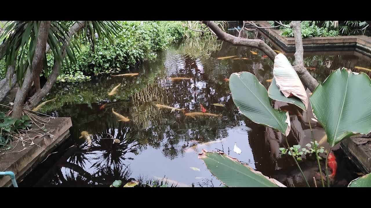 Тайланд Паттайя отеля Plumeria resort смотреть онлайн