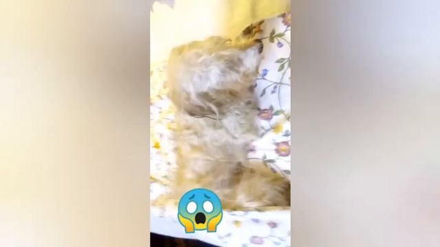 Купание китайской хохлатой пуховки смотреть онлайн