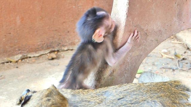 Rany's son is strong and brave, he walks in the garden смотреть онлайн