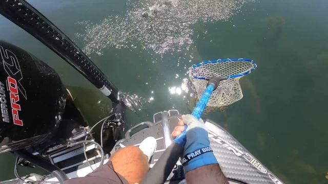 Champlain has some STUD Largemouth!! MLF Toyota Series смотреть онлайн