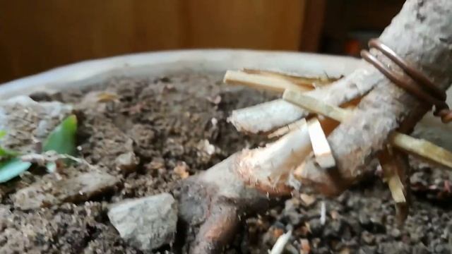 Nebari project of ficus benghalensis bonsai (3rd part) смотреть онлайн