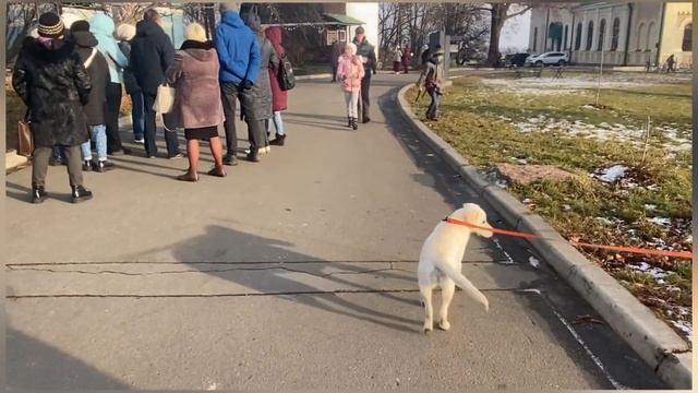 Что делать, чтобы собака слушалась в любой ситуации смотреть онлайн
