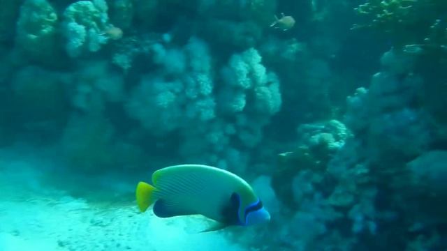 Рыбы 6 первые рифы смотреть онлайн