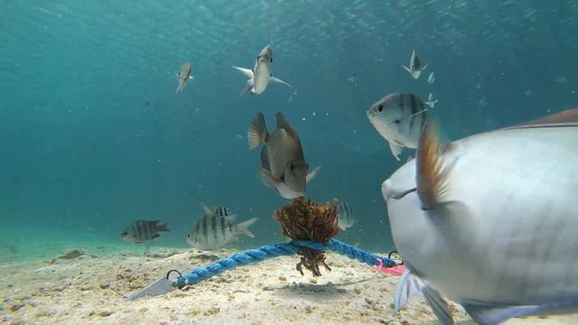Acanthurus chirurgus eating Digenea simplex algae смотреть онлайн