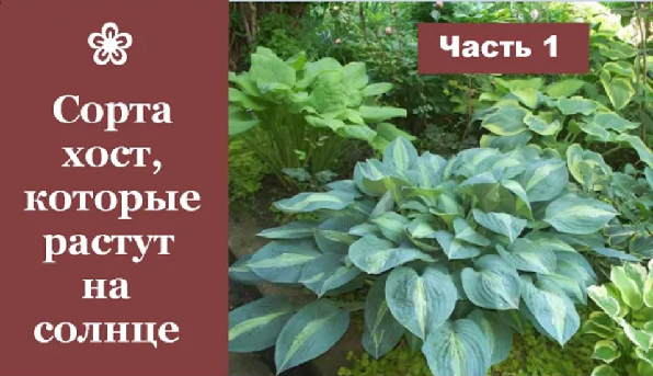 ❀ Сорта хост, которые прекрасно растут на солнце. Часть 1
