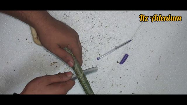 Adenium Arts | Adenium Plant's Making Like Four Leg's Animal | Adenium Ko Kaise Sundar Banaye | смотреть онлайн