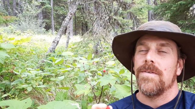 Thimbleberry - Identification and Description смотреть онлайн