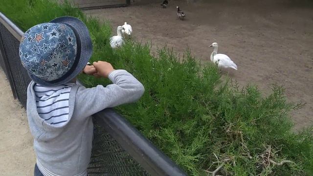 Веселые птицы в заповеднике Аскания нова смотреть онлайн