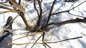 Обрезка бересклета крылатого