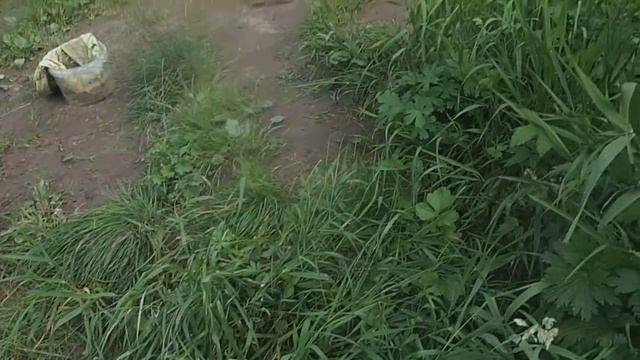 зимняя золотица смотреть онлайн