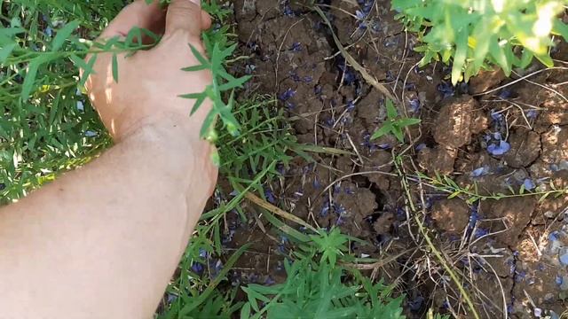 Шикарный лен по пахоте! Ветвление, инсектицидная обработка! смотреть онлайн