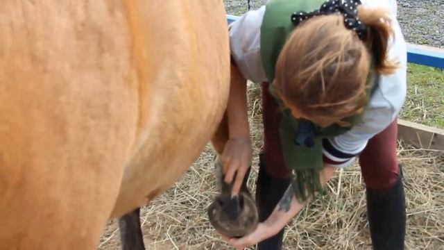 Чистка и седловка лошади смотреть онлайн