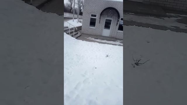 SOS. Агрессивные собаки Нападают на жителей в ПГТ Карла Либкнехта SOS!!!