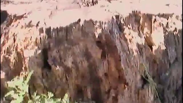 Сколии в поисках места, где есть личинки жуков для кладки яиц смотреть онлайн