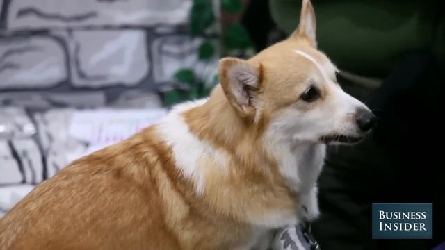 Everything About The Corgi In 60 Seconds смотреть онлайн