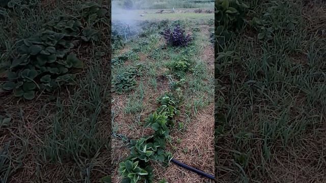 Главный минус в мульчировании клубники соломой смотреть онлайн