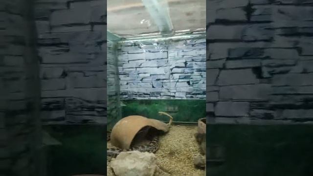 Ташкент зоопарк смотреть онлайн