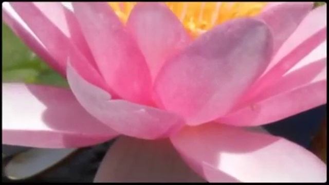 Нимфеи Приветливого Сада часть 1 смотреть онлайн