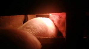 Свинка не встаёт, отказали задние ноги